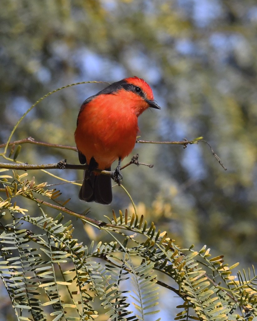 Vermilion Flycatcher - VERONICA ARAYA GARCIA