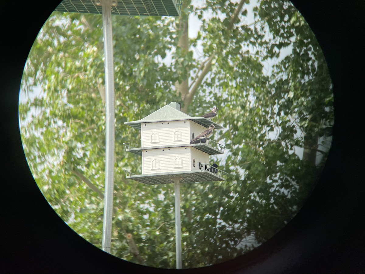 Purple Martin - ML351469371