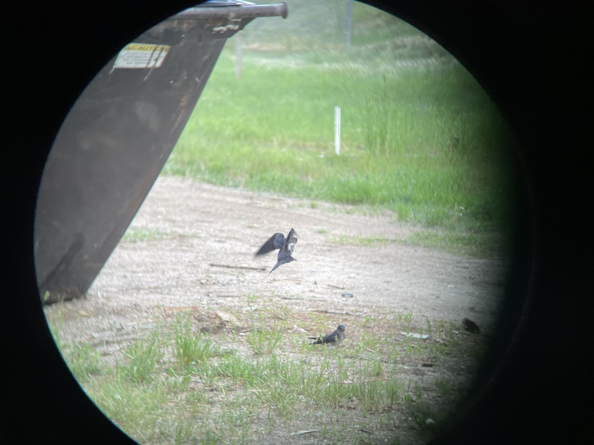 Purple Martin - ML351469391