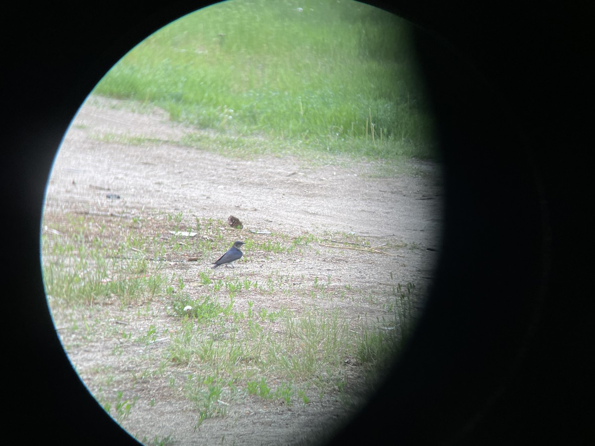 Purple Martin - ML351469411