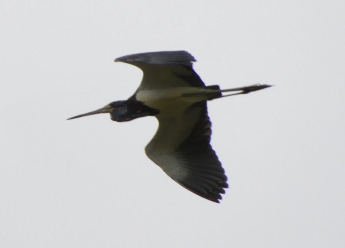 Tricolored Heron - ML351469631