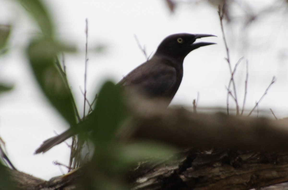 Common Grackle - Kathy Richardson