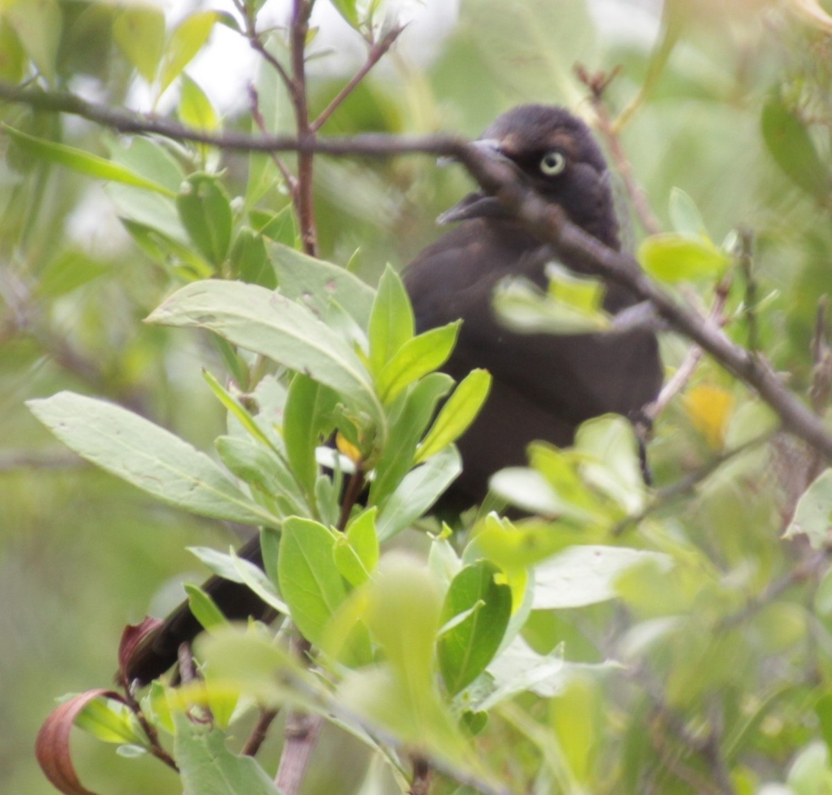 Common Grackle - Kathy Richardson