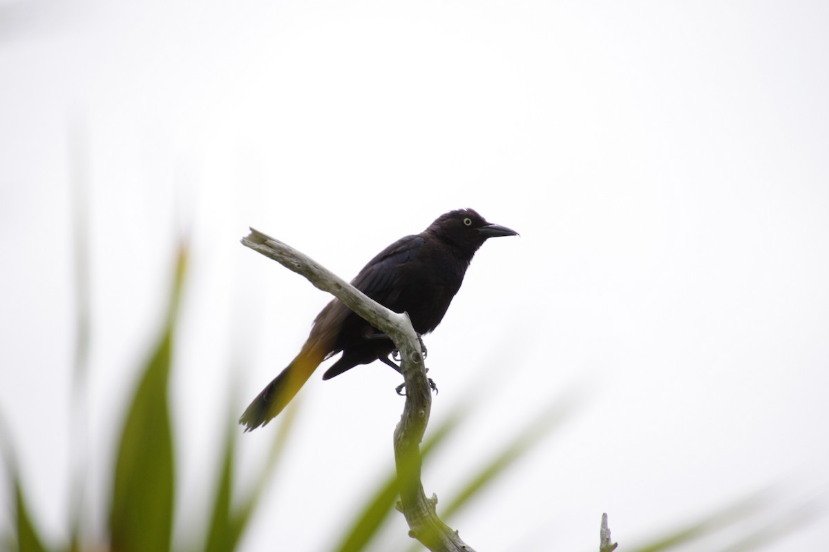 Common Grackle - Kathy Richardson