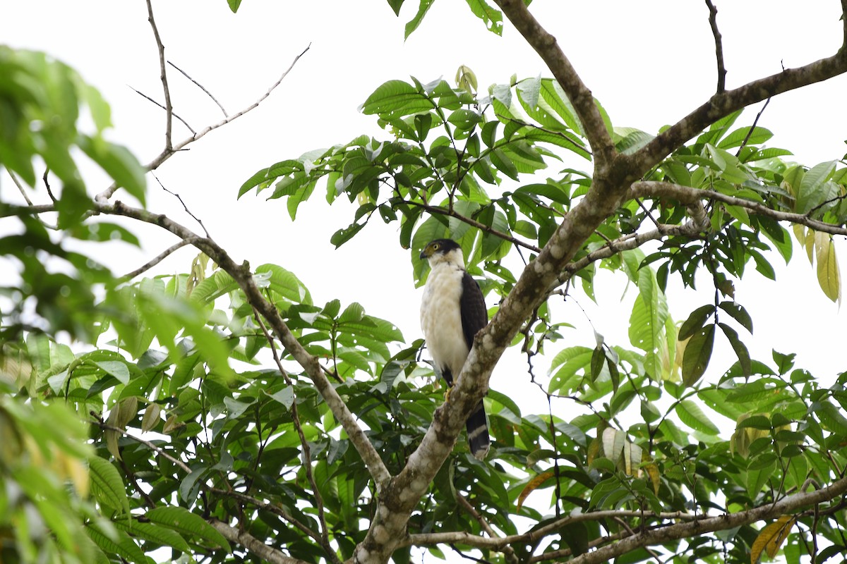 Bicolored Hawk - Julio Delgado www.piculetbirding.com