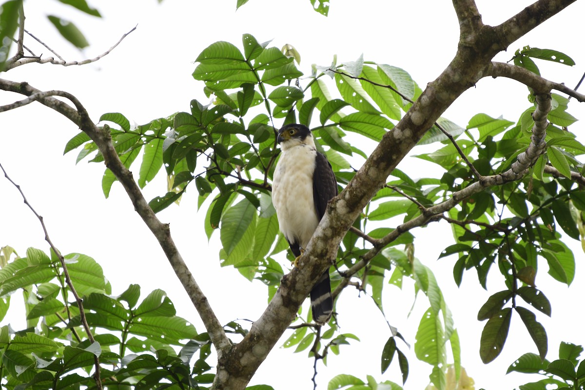 Bicolored Hawk - ML351471021