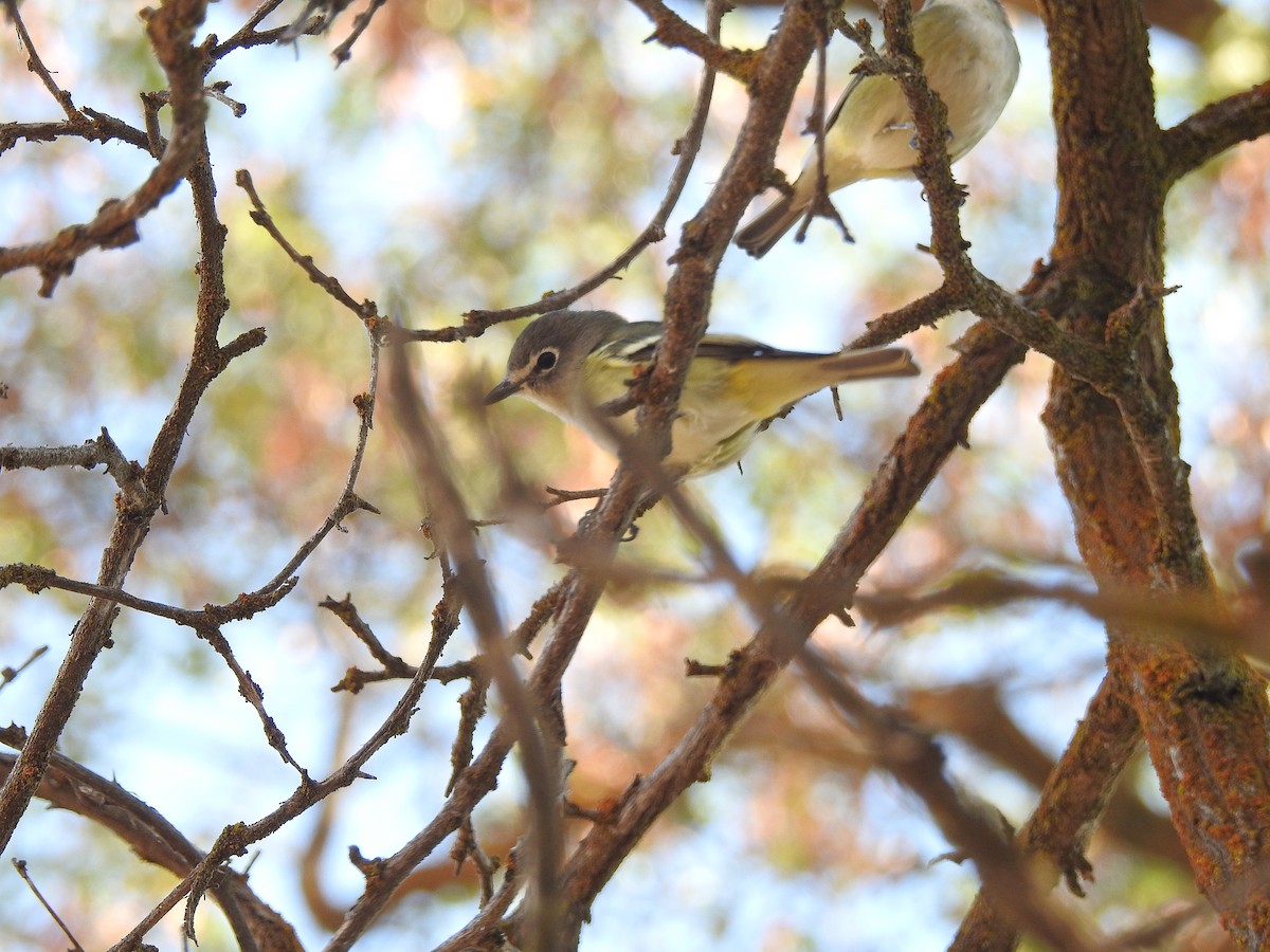 Cassin's Vireo - Mary Rumple