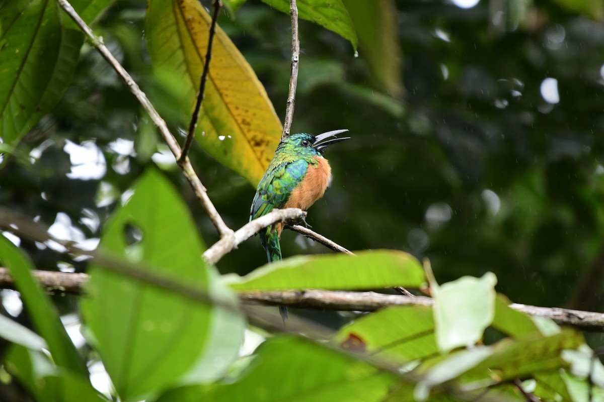 Great Jacamar - ML351471111