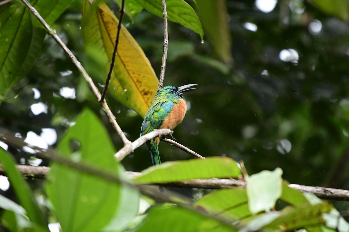 Great Jacamar - ML351471121