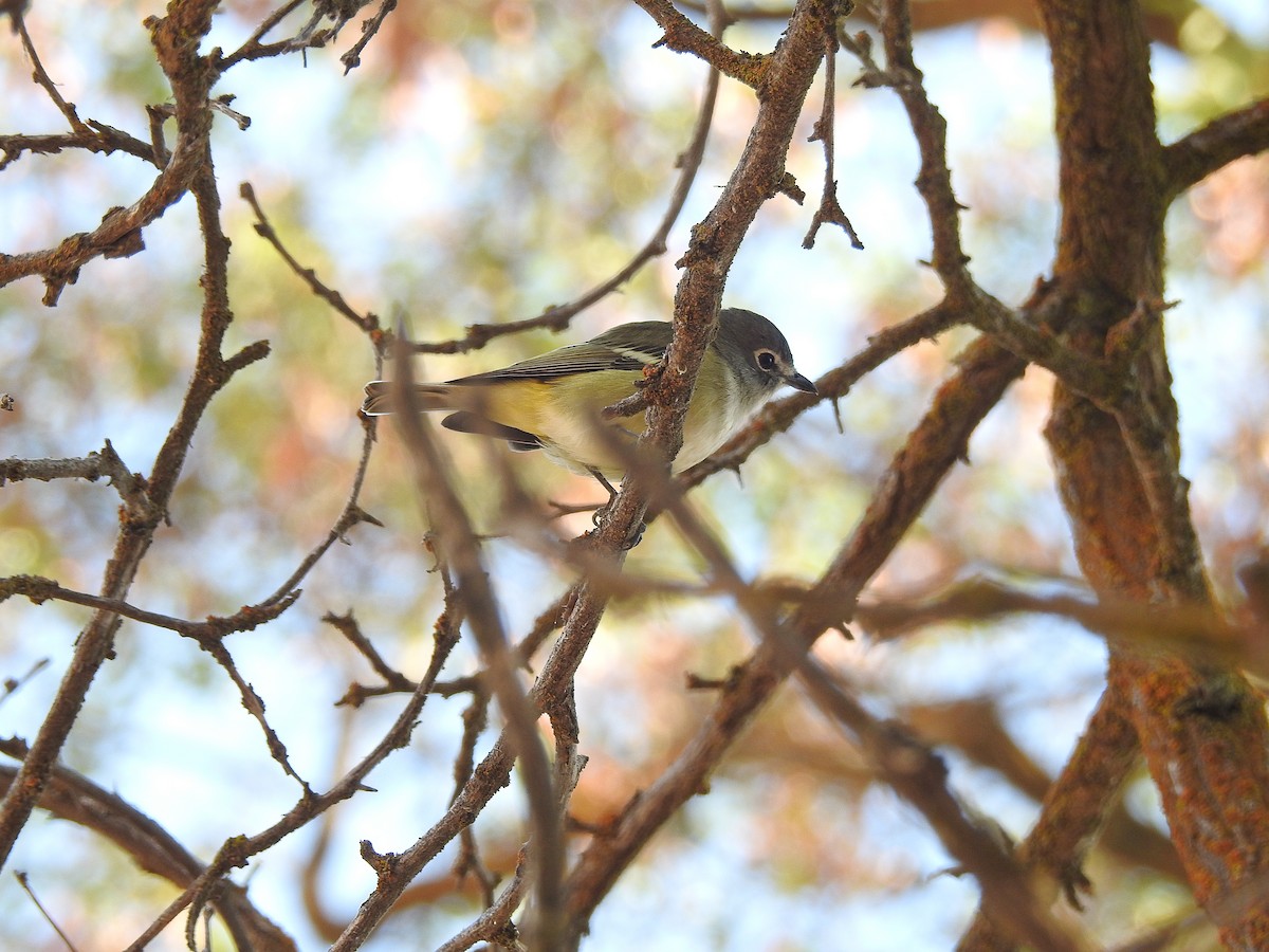 Cassin's Vireo - Mary Rumple