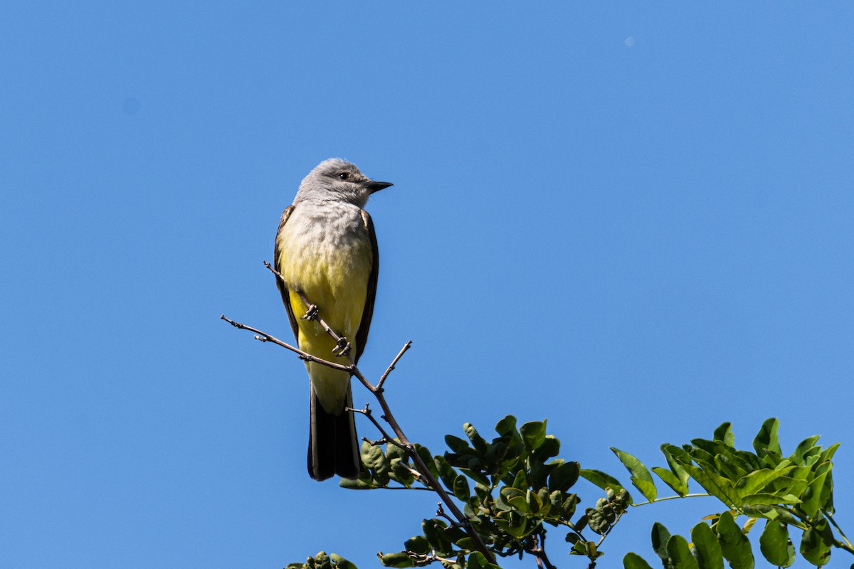 Western Kingbird - ML351471831