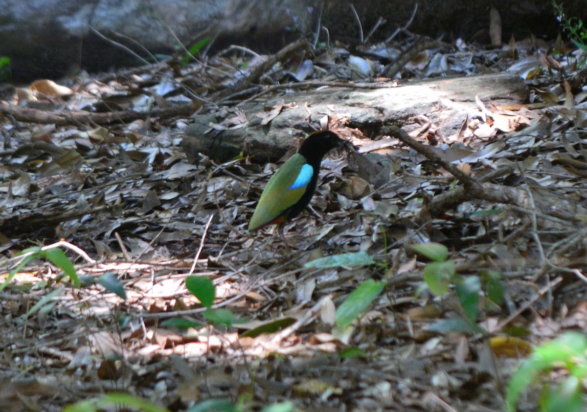 Rainbow Pitta - ML351471941