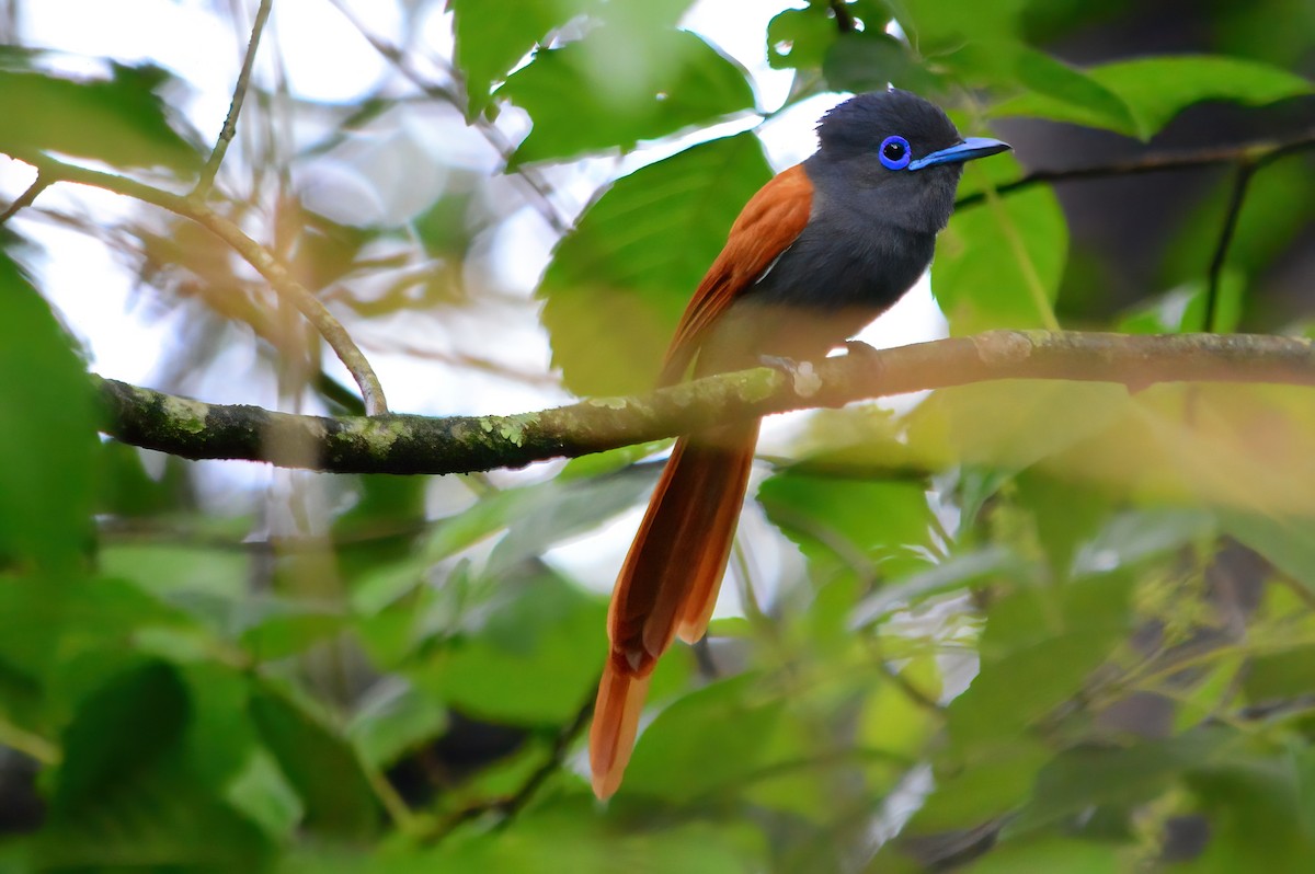 African Paradise-Flycatcher - ML351472151