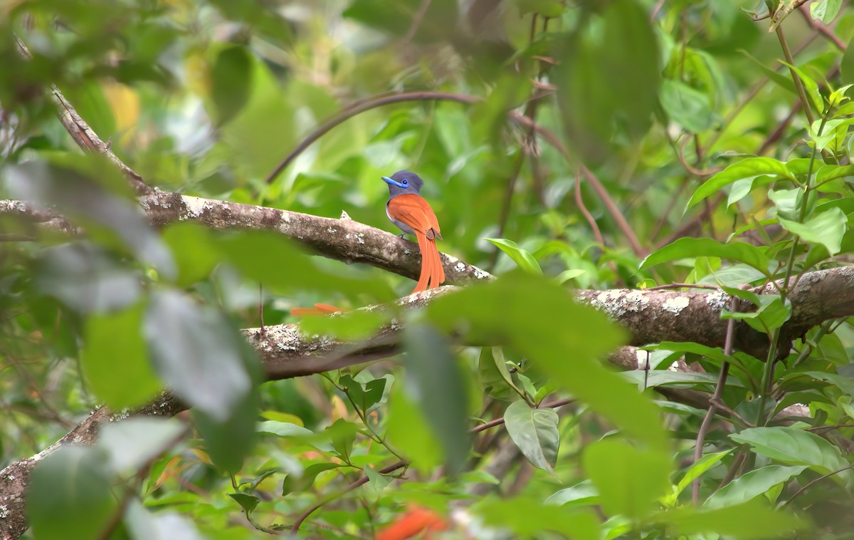 African Paradise-Flycatcher - ML351472181