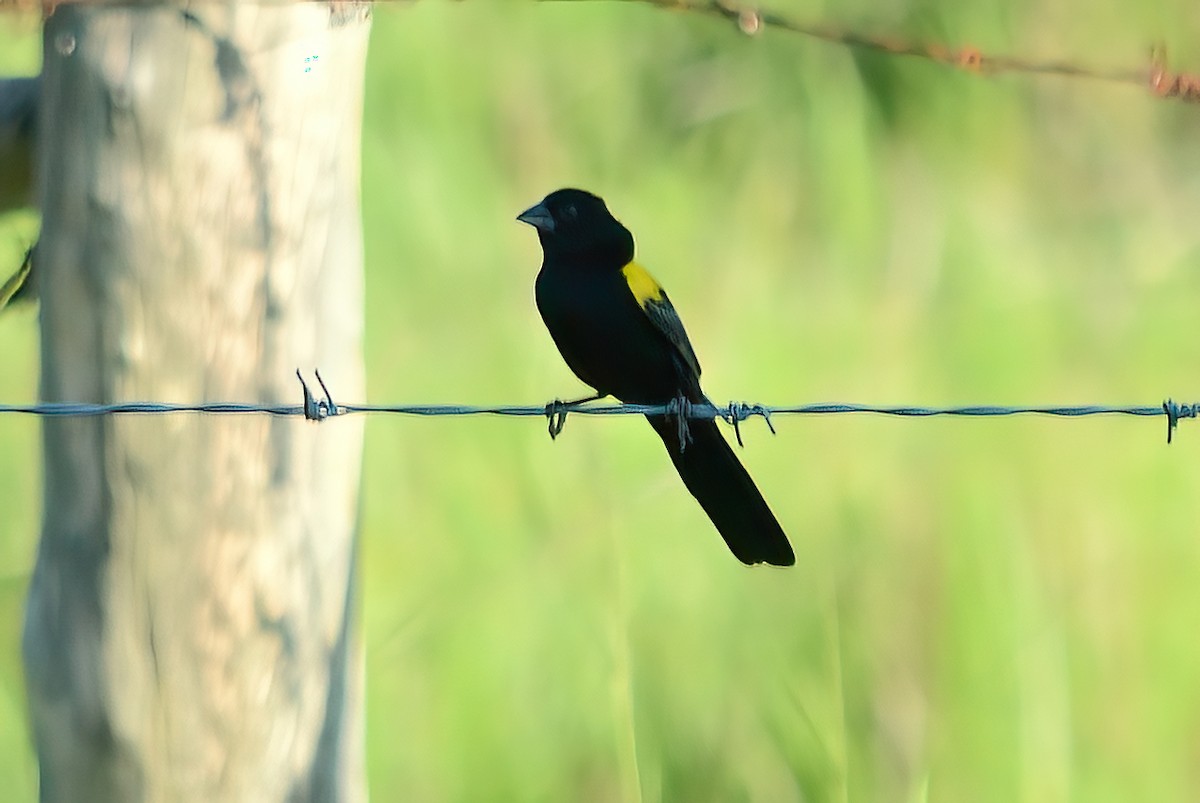 Yellow-mantled Widowbird - ML351472291