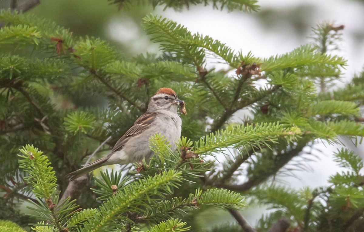 Chipping Sparrow - ML351473091