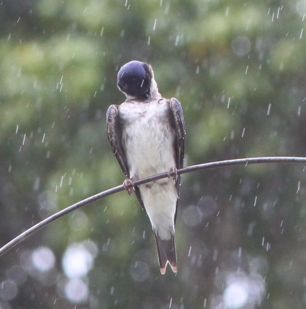 Gray-breasted Martin - Dave Czaplak