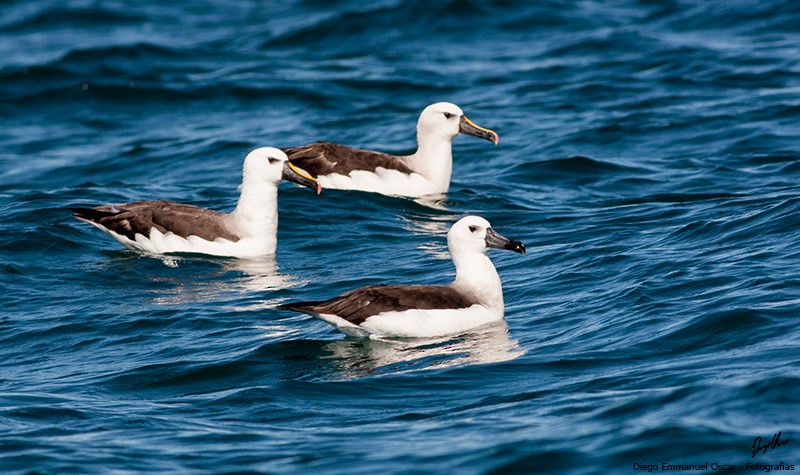 Atlantic Yellow-nosed Albatross - ML35147501