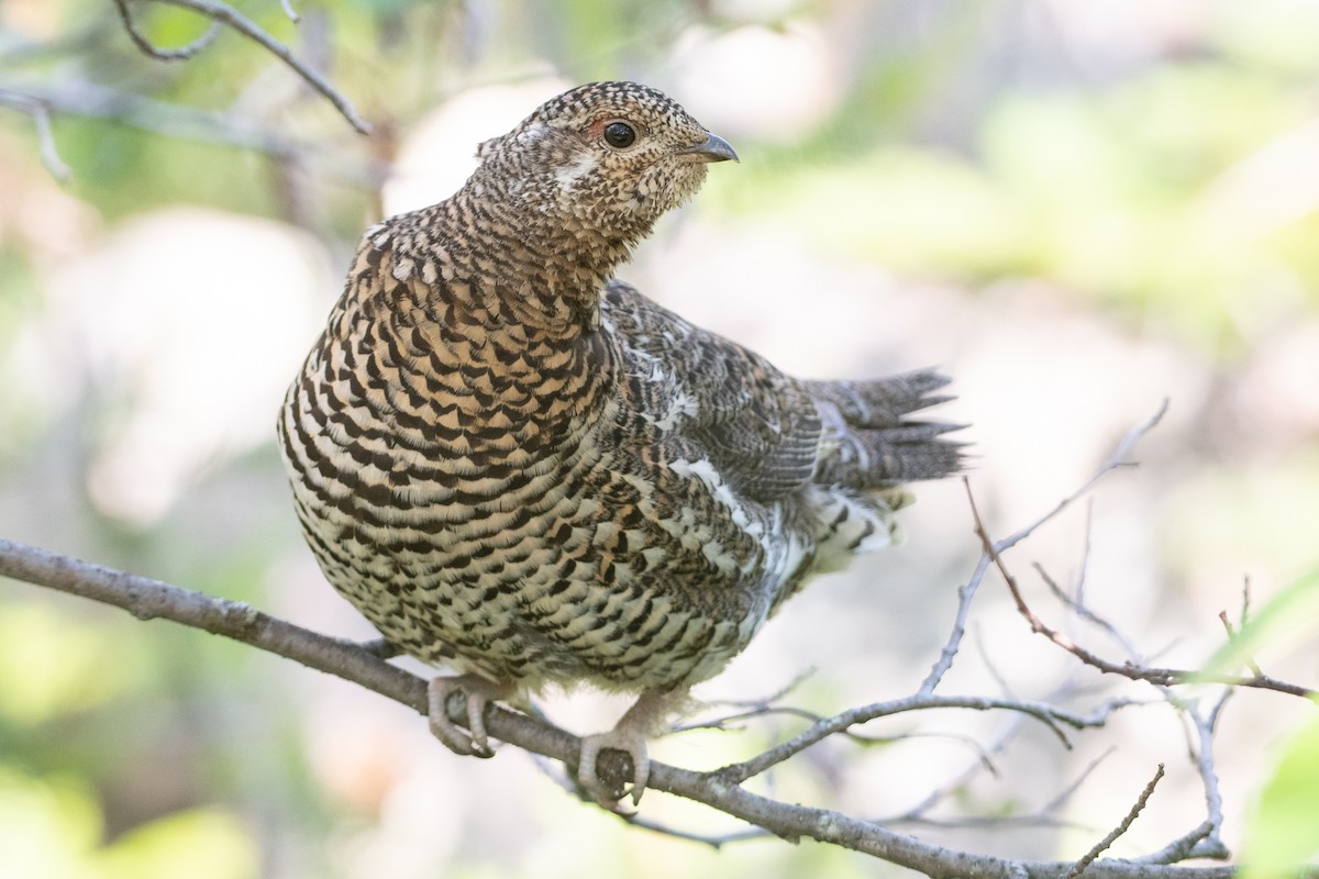 Spruce Grouse - ML351475111