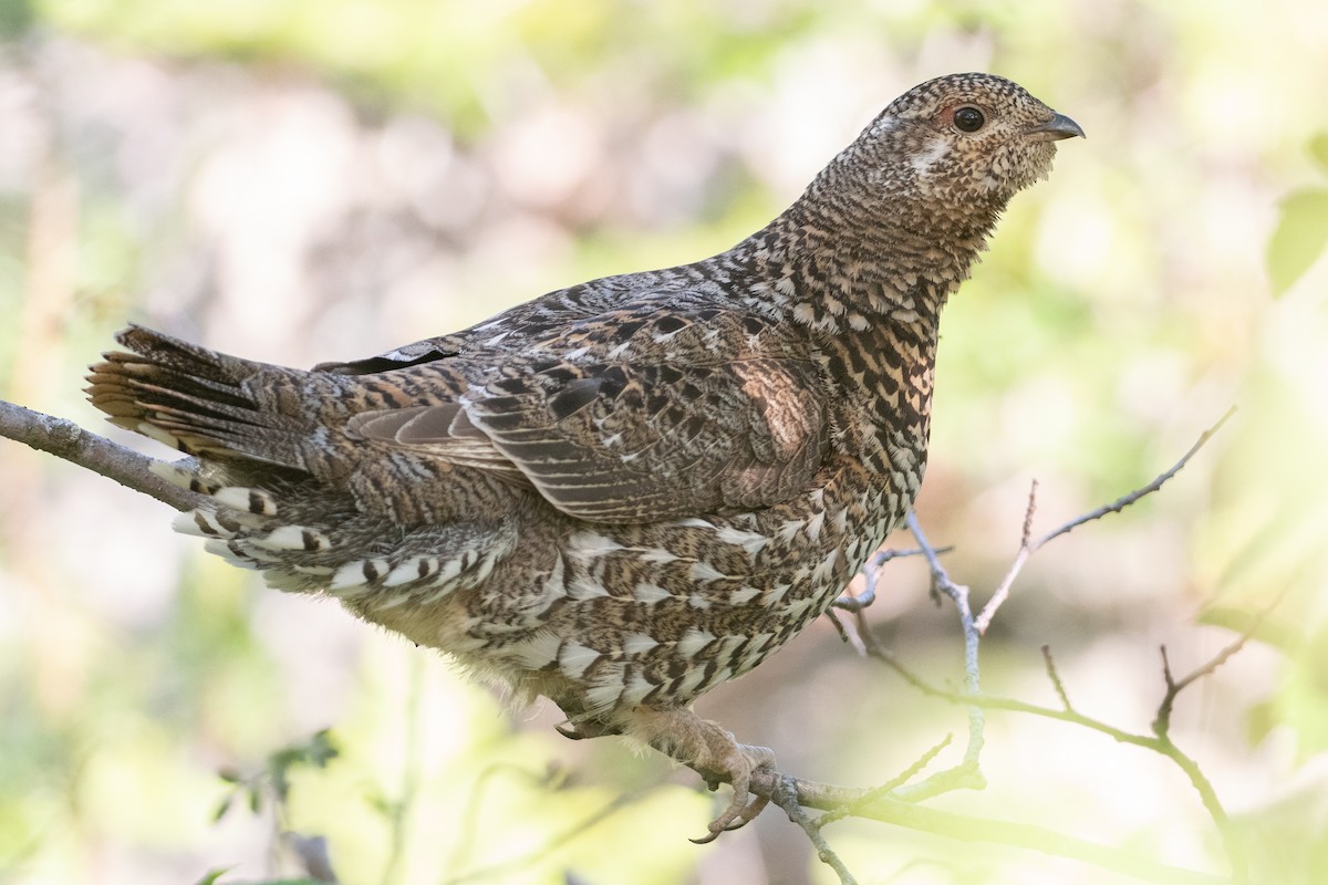 Spruce Grouse - ML351475221