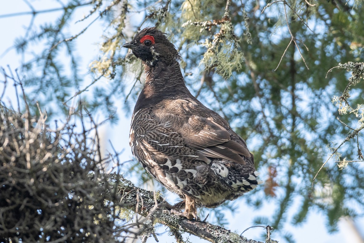 Spruce Grouse - ML351475311