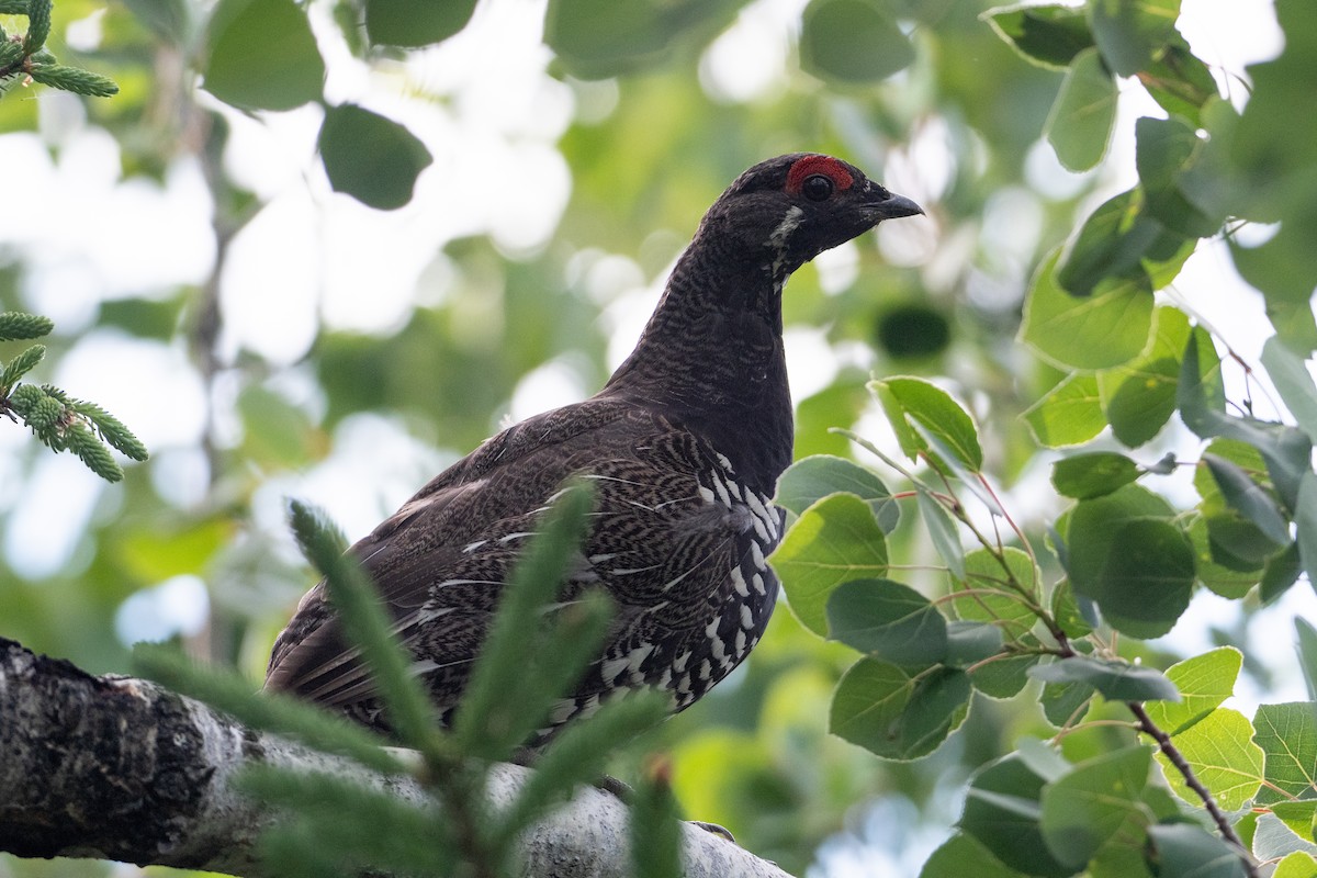 Spruce Grouse - ML351475341