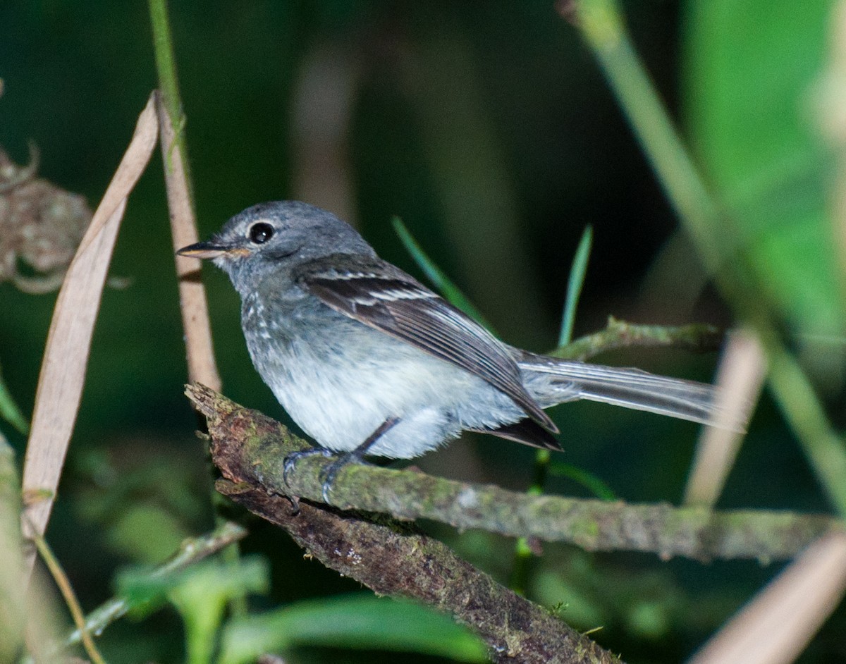 Gray-breasted Flycatcher - Nic Allen