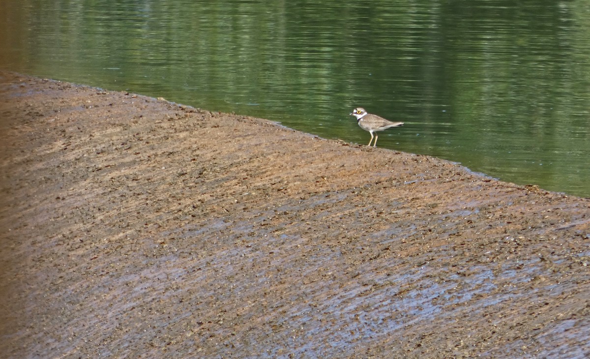 Little Ringed Plover - ML351475831