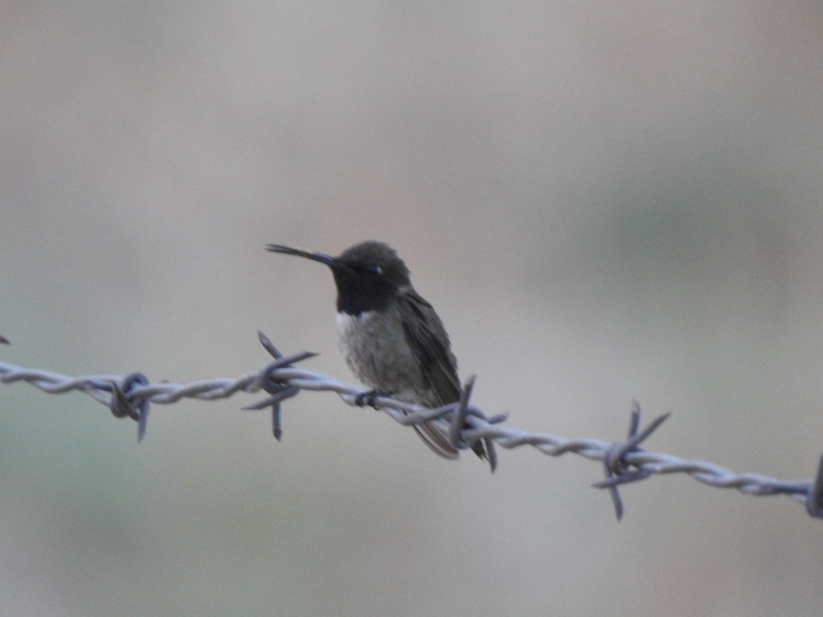 Colibrí Gorjinegro - ML351476231