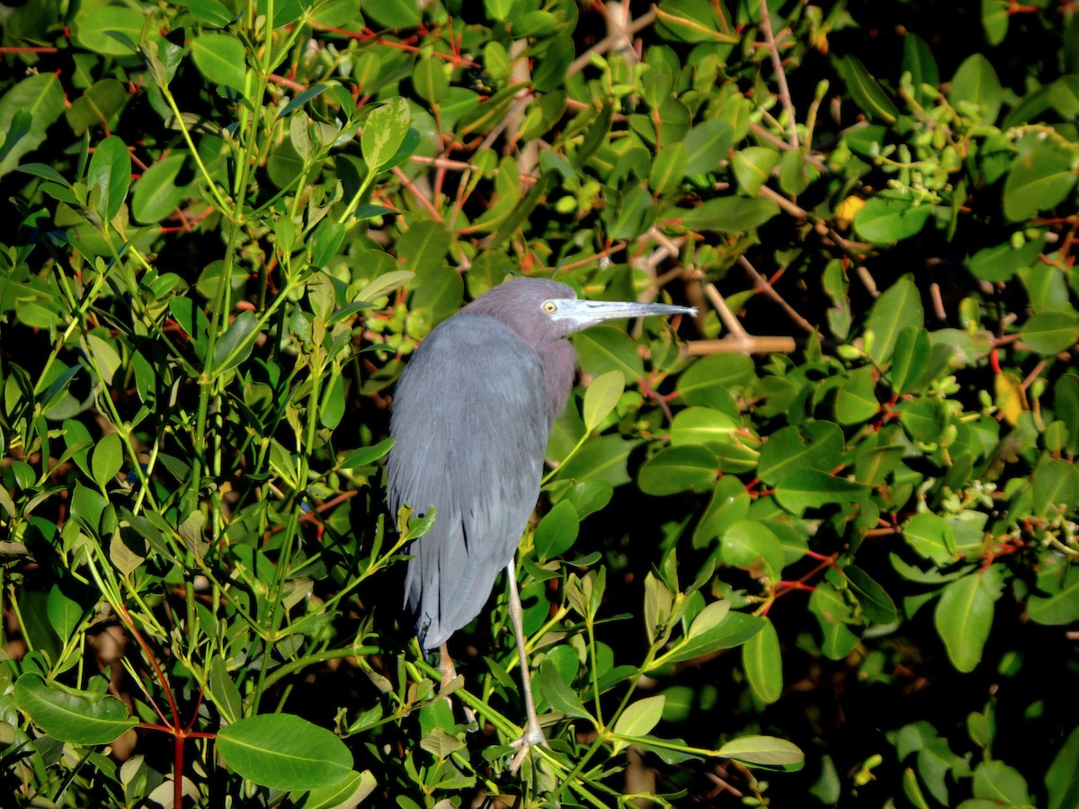 ヒメアカクロサギ - ML351478351