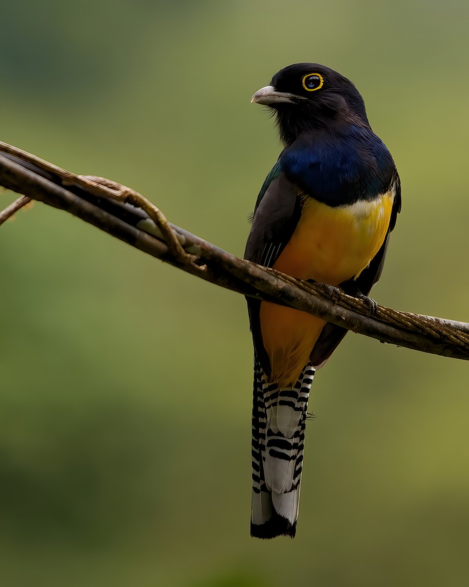 Gartered Trogon - ML351478561