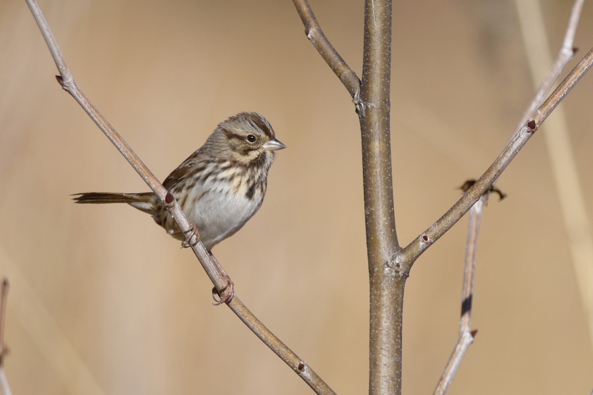 Song Sparrow - ML351479031