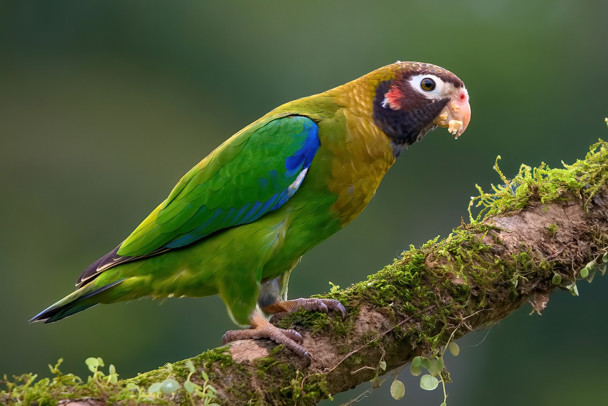 Brown-hooded Parrot - Jaap Velden