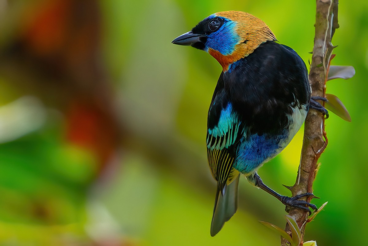 Golden-hooded Tanager - ML351482041