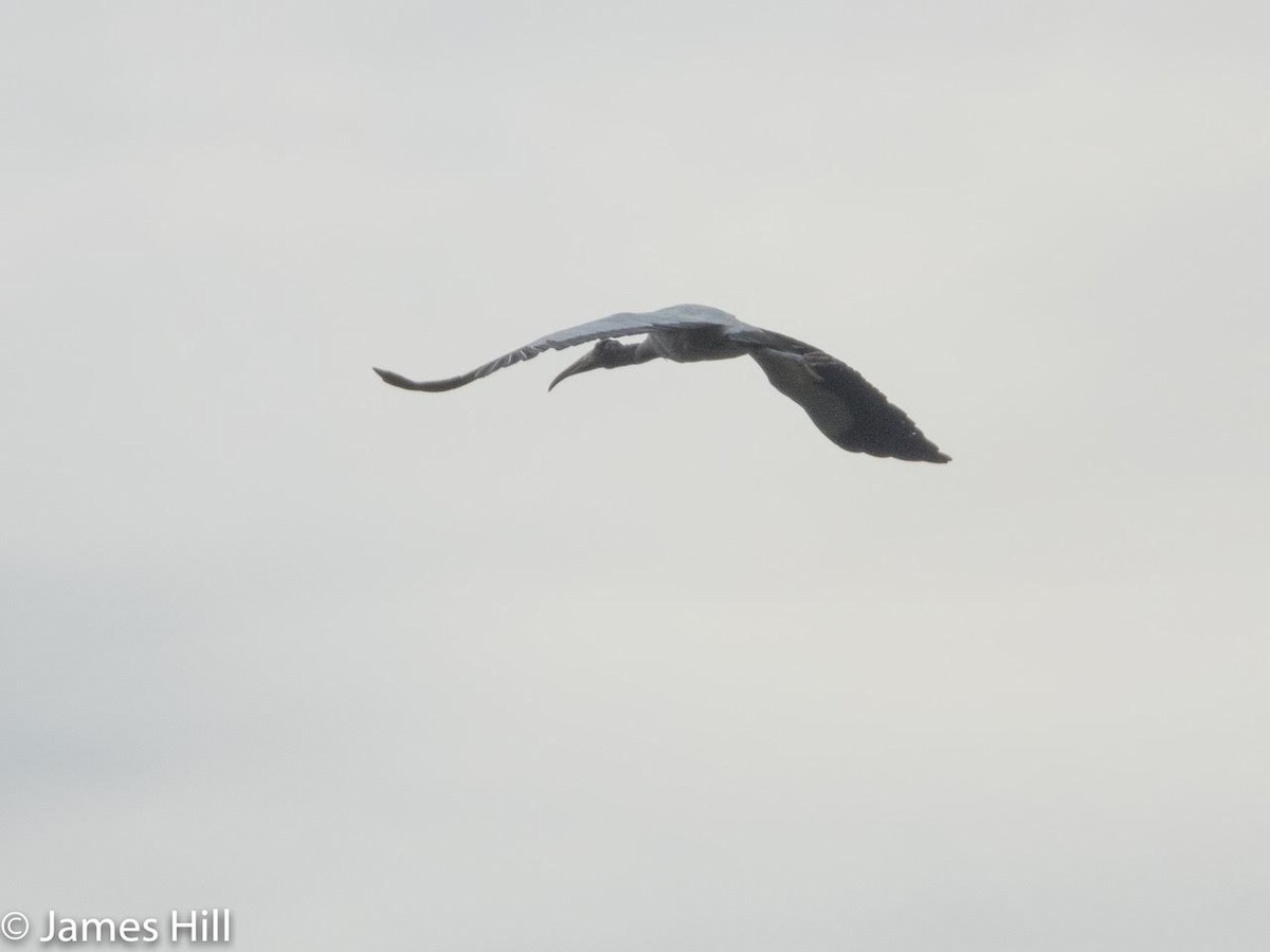 Wood Stork - ML351482111