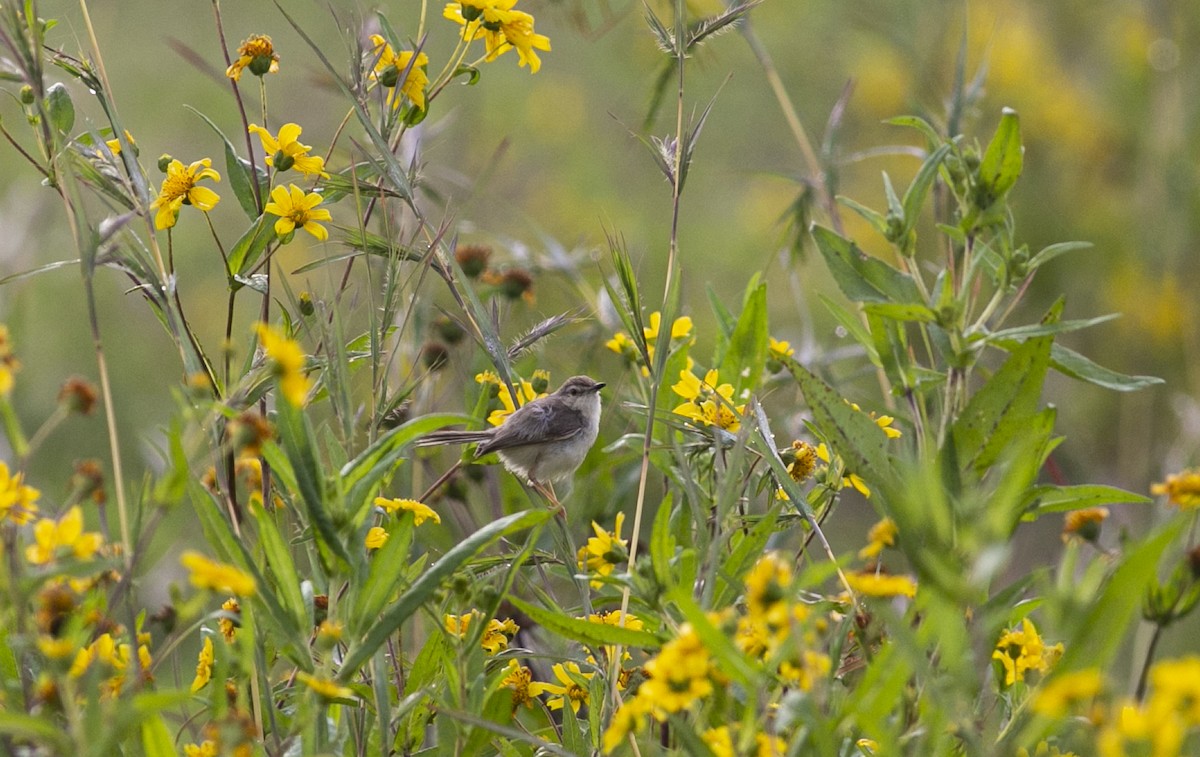 Plain Prinia - ML351483391