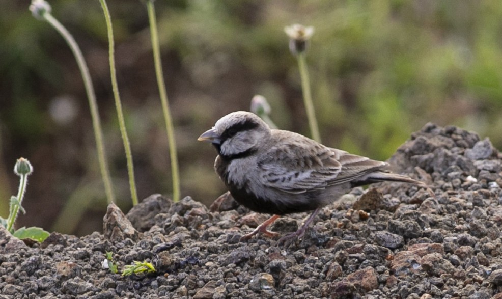 Ashy-crowned Sparrow-Lark - ML351483711