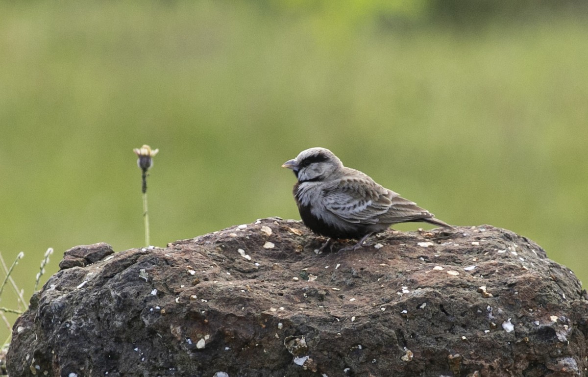 Ashy-crowned Sparrow-Lark - Chandrika Khirani