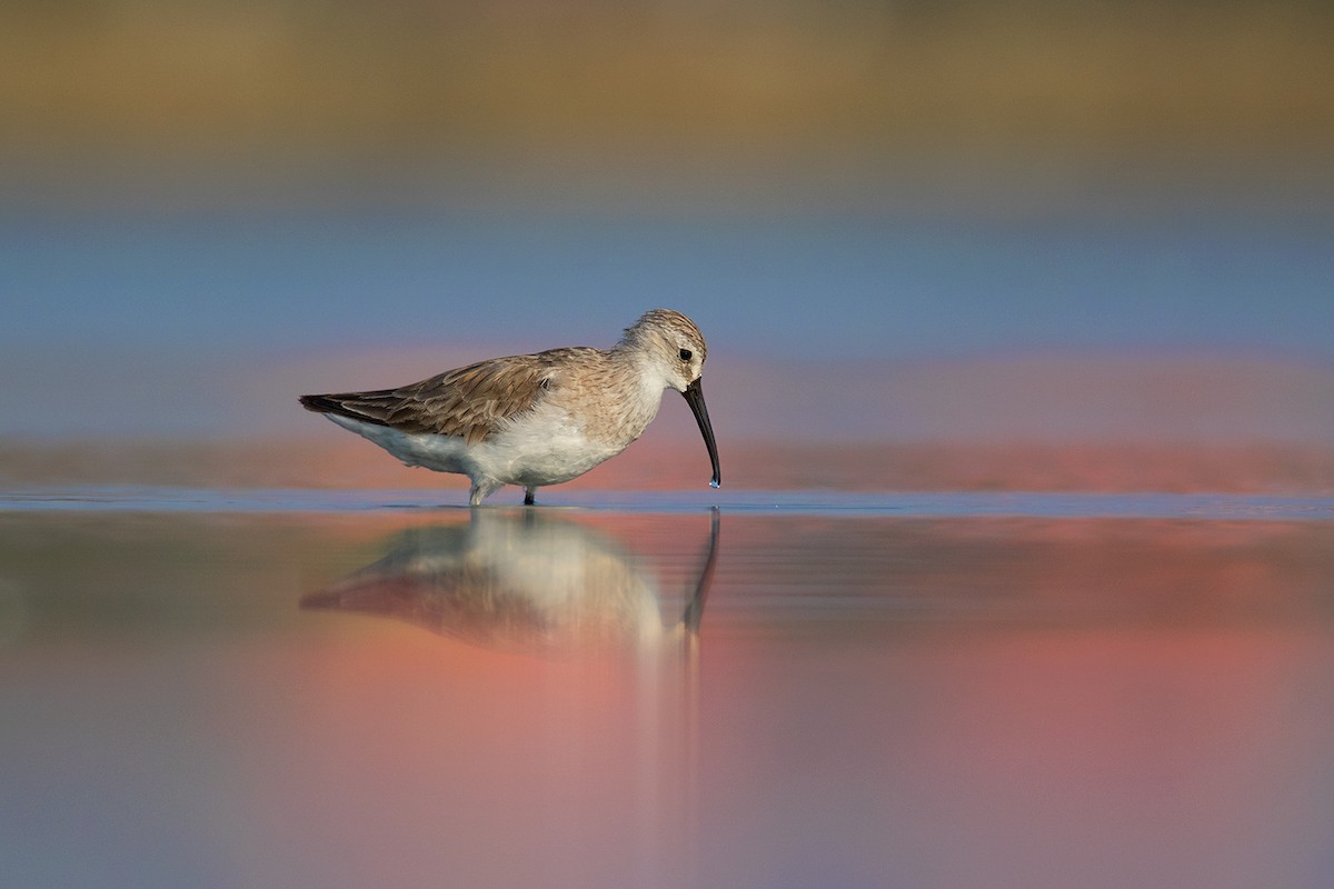 Curlew Sandpiper - ML351483791