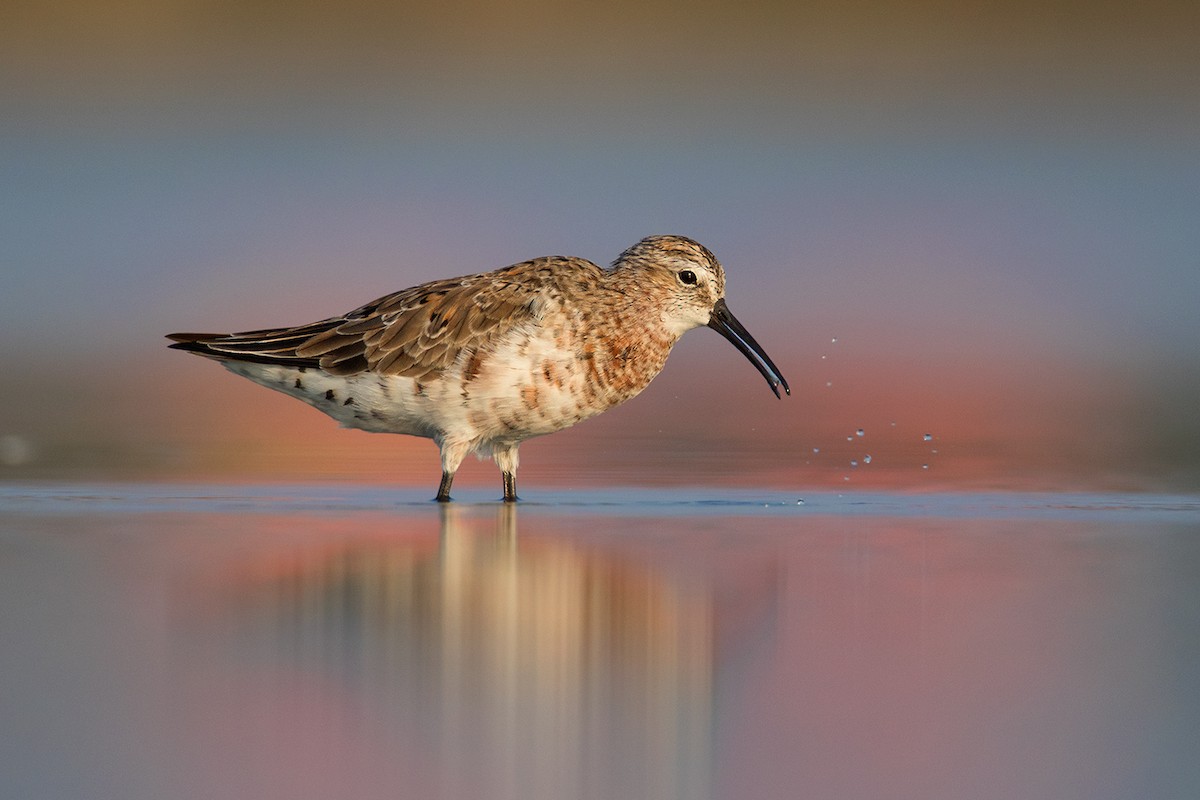 Curlew Sandpiper - Ayuwat Jearwattanakanok