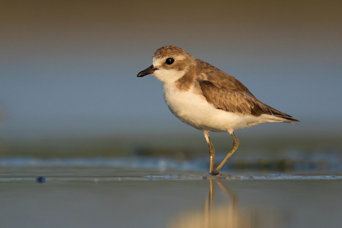 Tibetan Sand-Plover - ML351483951