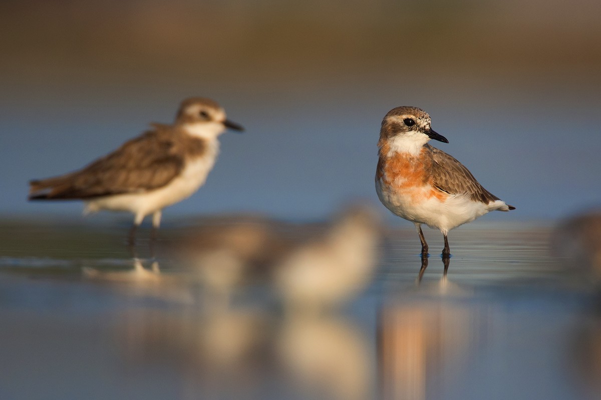 Tibetan Sand-Plover - ML351483961