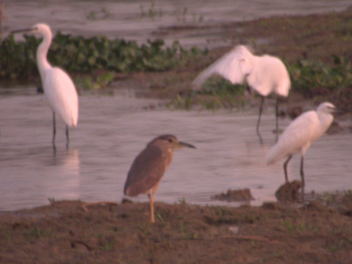 Black-crowned Night Heron - ML351484911