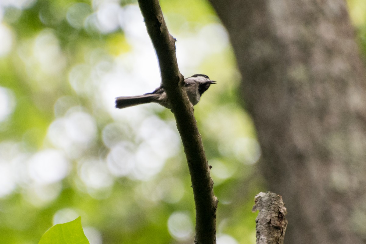 Carolina Chickadee - ML351486271