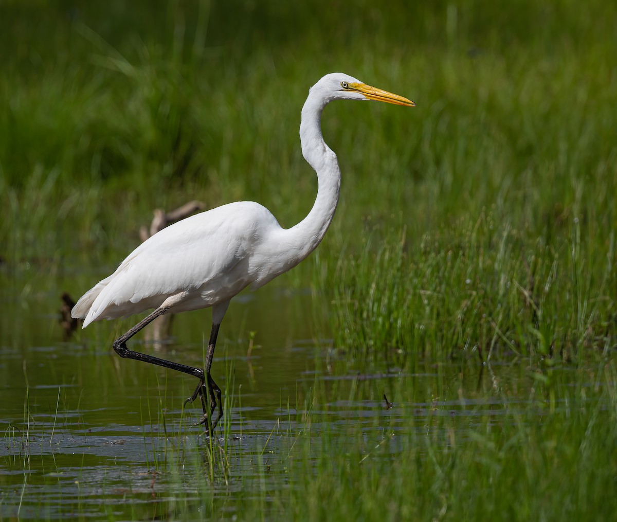 Great Egret - ML351487291