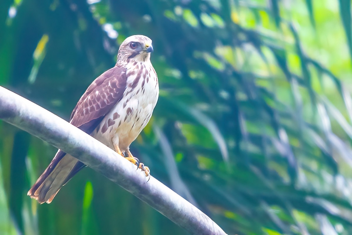 Broad-winged Hawk - ML351488081