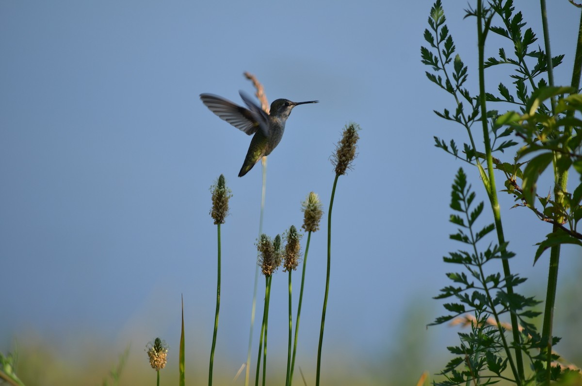 Colibrí de Anna - ML351490891