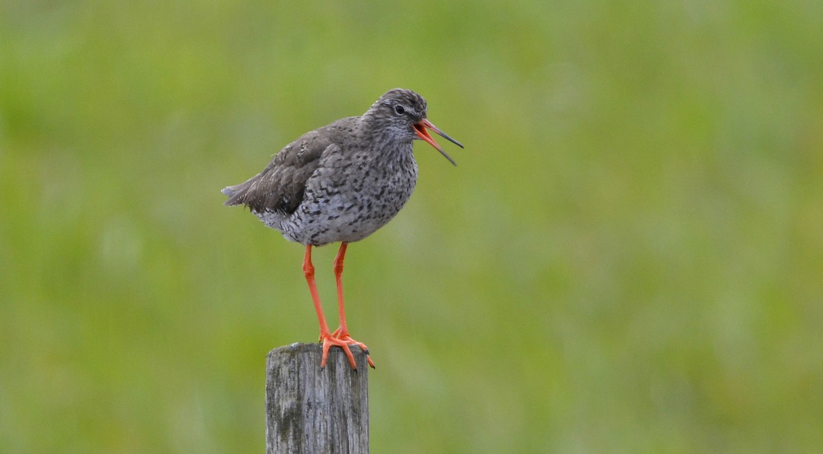 Common Redshank - leonard blass