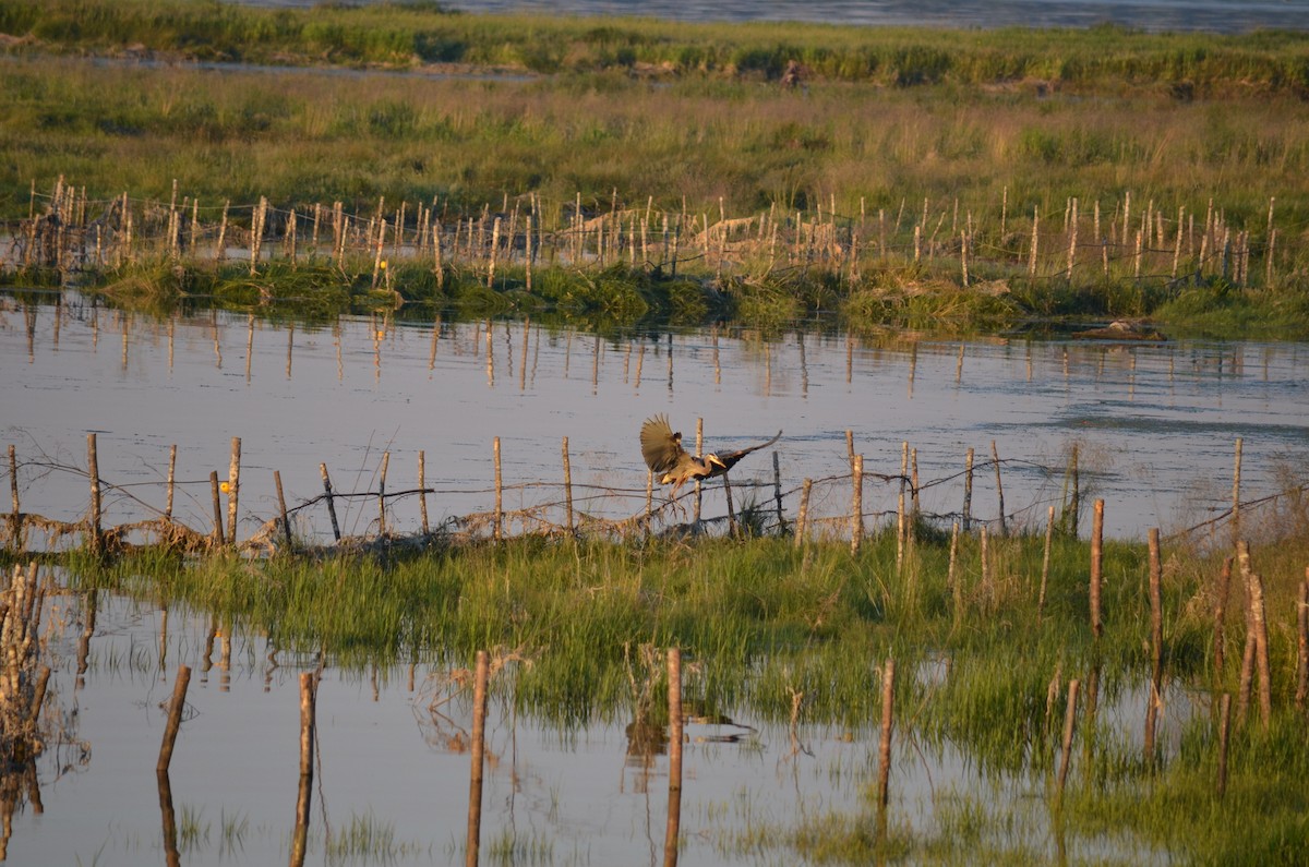 Garza Azulada - ML351491571