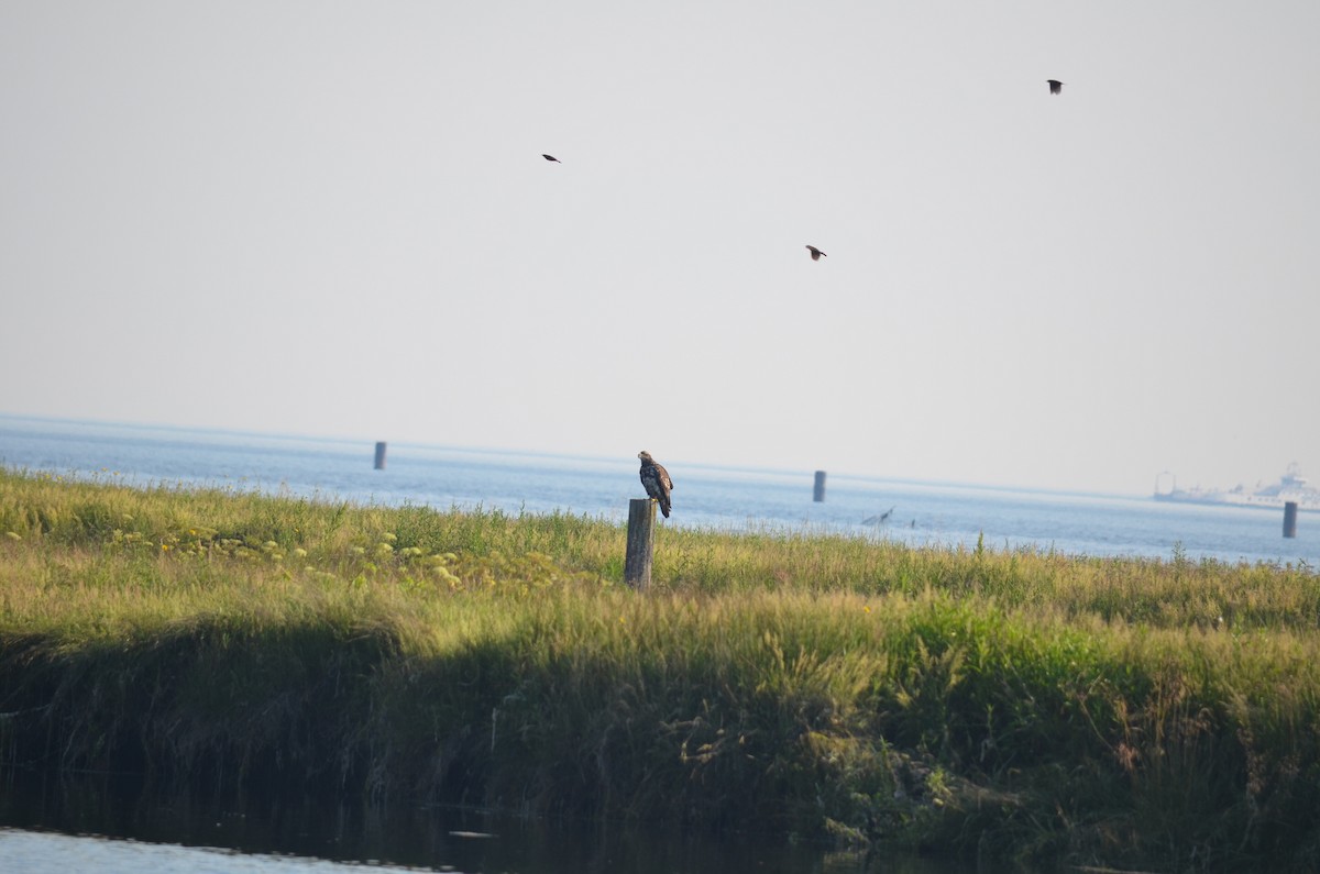 Red-winged Blackbird - ML351491671